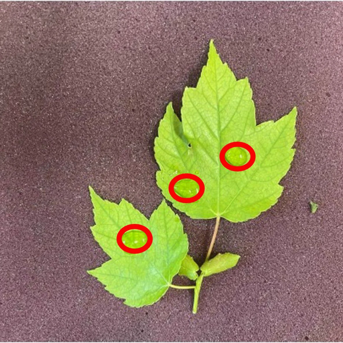 Optical leaf image with original paper annotations