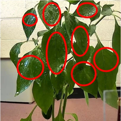 RGB plant observation from Proteus, with the paper's original red annotations